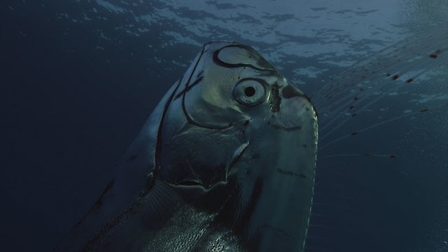 Watch Giant Sea Serpent: Meet the Myth Online