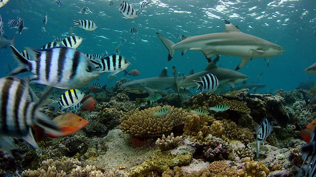 Watch Wonder of the Great Barrier Reef with Iolo Williams Online