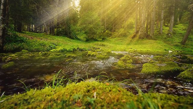 Watch Zen Nature : My Secret Forest Stream Online