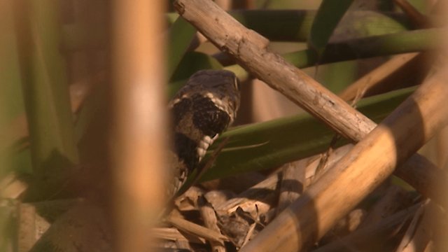 Watch Life in the Reeds Where the Hunter Becomes the Hunted Online
