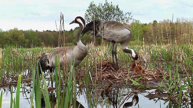 Watch Wonderful Wetlands Online