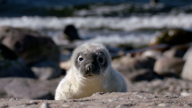 Watch Seals Clowns of the Sea Online