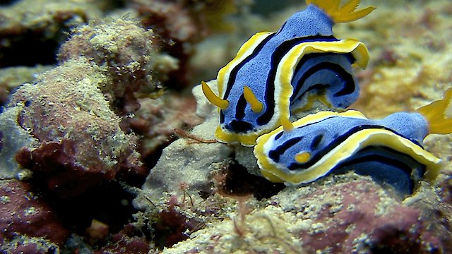 Watch Secret World of Mollusks Online