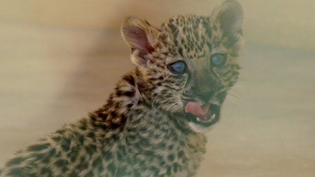 Watch Land of The Arabian Leopard Online