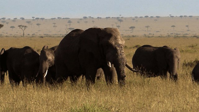 Watch Savannah Rebirth Online