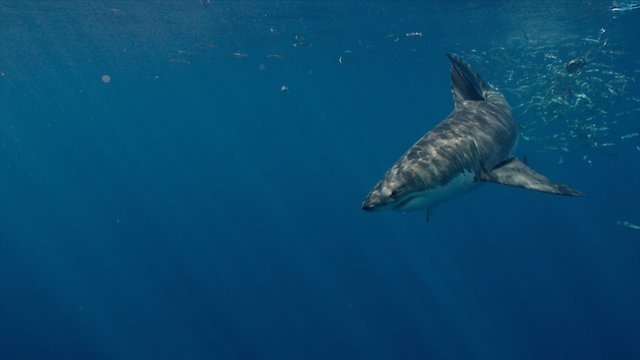 Watch Great White Shark New Perspectives on an Ancient Predator Online