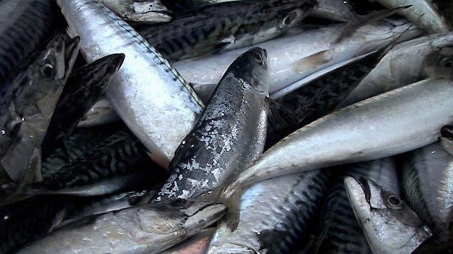 Watch Atlantic Salmon Lost at Sea Online