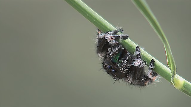 Watch Little Matters Spiders Online