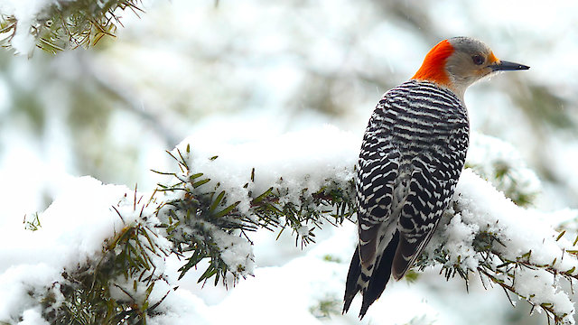 Watch Backyard Birds Christmas Online
