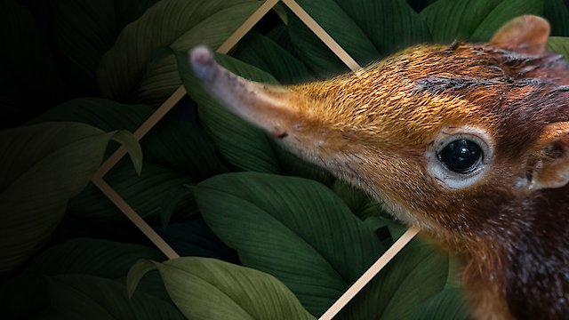 Watch Elephant Shrew Spirit of the Forest Online