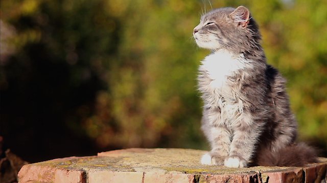 Watch Happy as a Cat Online