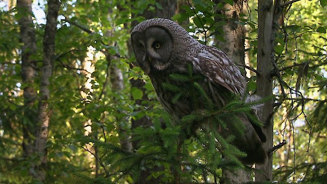 Watch Owls: Masters of the Night Online