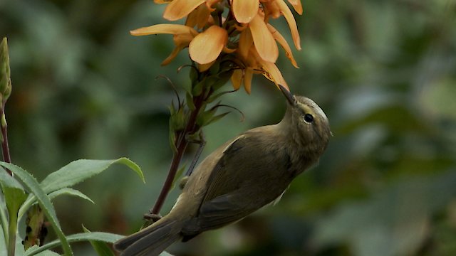 Watch The Canary Islands - In the shadows of volcanoes Online