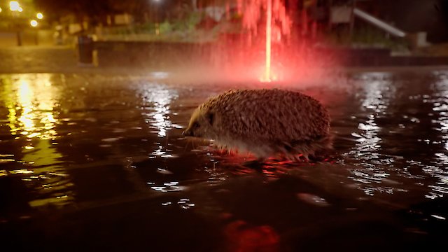 Watch Epic Adventure of a Hedgehog Online