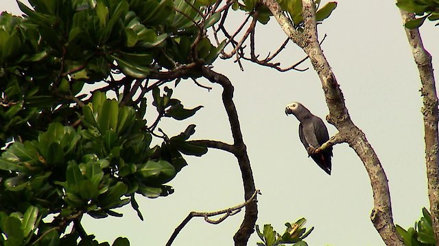 Watch Rainforest Home Online