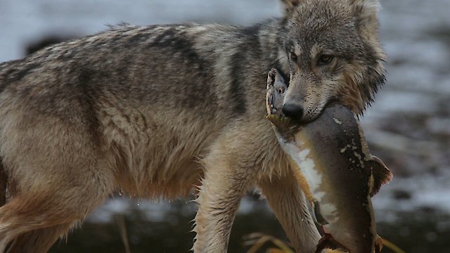 Watch The Wolf Marine Mammal Online