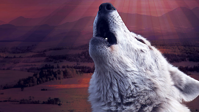 Watch Amazing Animals Online