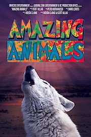 Amazing Animals poster