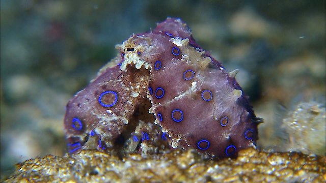 Watch Seas Strangest Square Mile Online