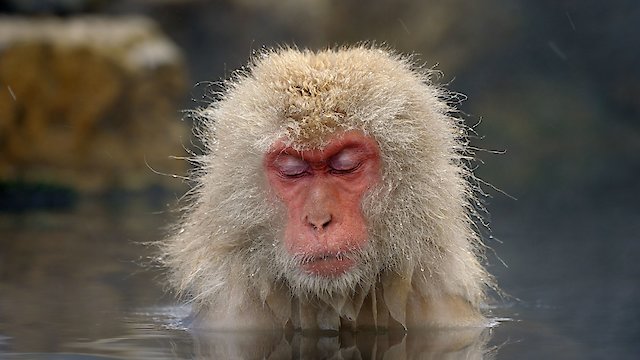 Watch Strange Creatures of the Arctic Online