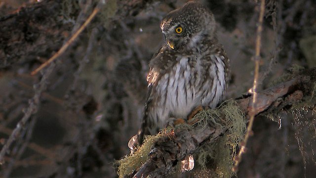 Watch Best of Worlds Life at its Alpine Limits Online