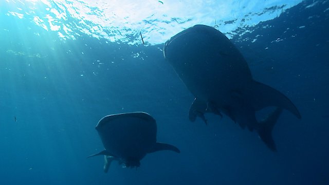 Watch The Global Whale Shark Mystery Online