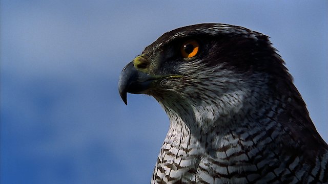 Watch Hunters of the Skies Online