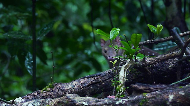 Watch Quolls Fast Furious Online