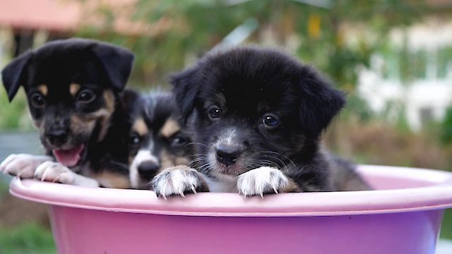 Watch Easy Listenings: Happiness Online