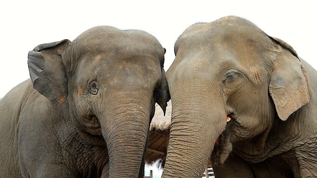 Watch Elephant Tales Online