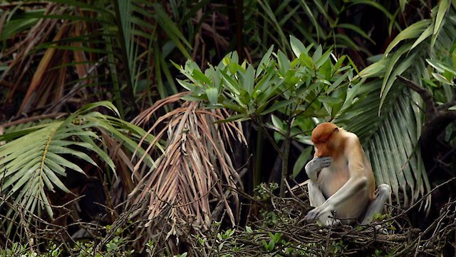 Watch The Magic of Mangroves Online