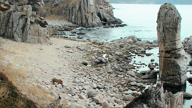 Watch Icy Coast Online