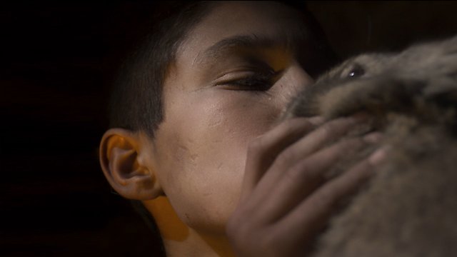 Watch Empire of the Rabbits Online