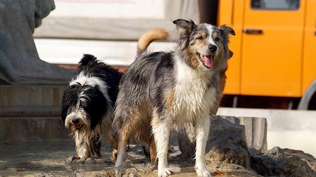 Watch Napoli Dogs Online