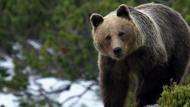 Watch Brown Bears - Teddy Bears Picnic Online