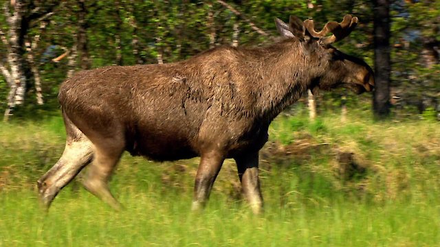 Watch The Moose Movie Online