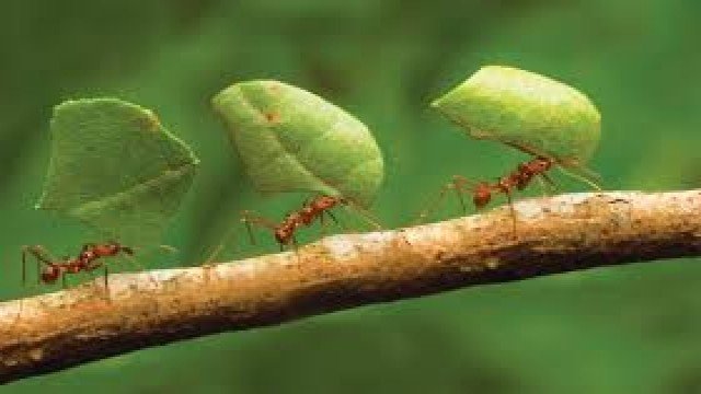 Watch Ants: Natures Secret Power Online