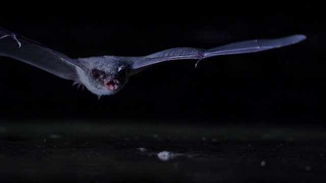 Watch The Secret Life of Bats Online