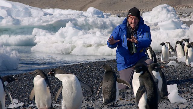 Watch Penultimate Penguin Online