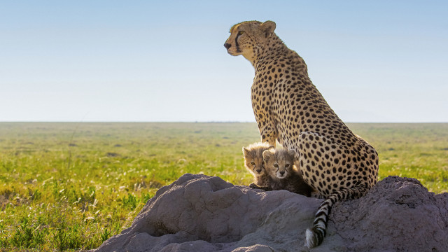 Watch Cheetahs Up Close with Bertie Gregory Online