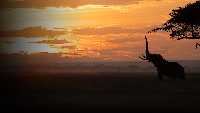 Watch Tusker: Brotherhood of Elephants Online