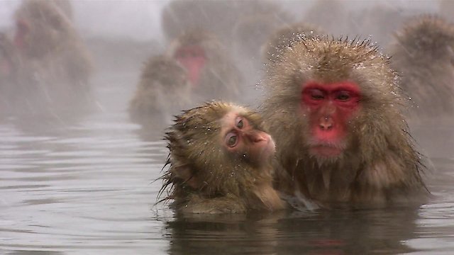 Watch Hidden Japan Online