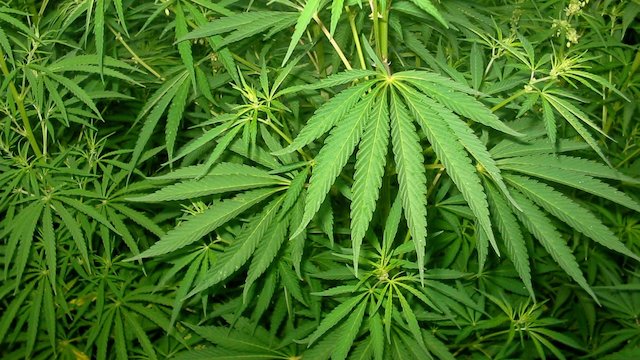 Watch Waiting to Inhale Online