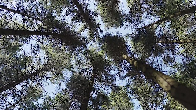 Watch Zen Nature Sounds: Magical Forest Online