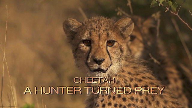 Watch Cheetah, a hunter turned prey Online