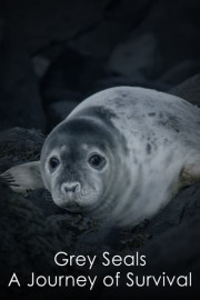 Grey Seals: A Journey of Survival poster
