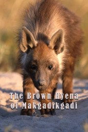 The Brown Hyena of Makgadikgadi poster
