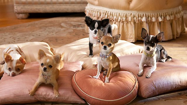 Watch Beverly Hills Chihuahua 2 Online