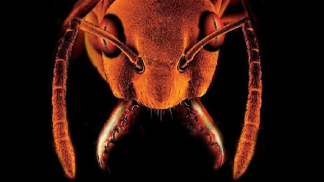 Watch Glass Trap Online