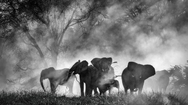 Watch Ghost Elephants Online